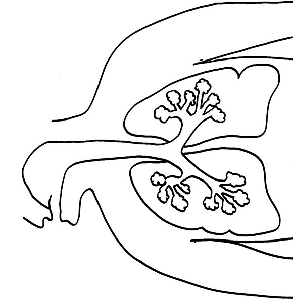 Plansa de colorat cu Biologie 93 70